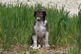 BARZOI 041